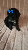 LUNA AKC, a female Poodle - Toy  for sale in Macon, GA – Photo 4 of 7