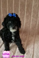 LUNA AKC, a female Poodle - Toy  for sale in Macon, GA – Photo 1 of 7