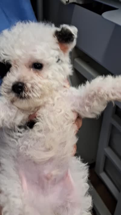 SNOOPY , a male Poodle - Toy  for sale in Macon, GA – 9 of 9