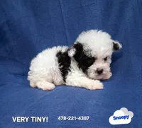 SNOOPY , a male Poodle - Toy  for sale in Macon, GA – 6 of 9