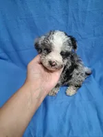 ROMEO , a male Schnoodle and Poodle - Toy  for sale in Macon, GA – 10 of 10