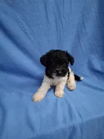 TRIGGER , a male Schnoodle and Poodle - Toy  for sale in Macon, GA – 6 of 9