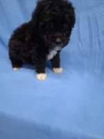 SHADOW  AKC, a male Poodle - Toy  for sale in Macon, GA – 7 of 9