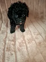 PAWSIE, a male Poodle - Toy  for sale in Macon, GA – Photo 3 of 7