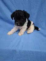 TRIGGER , a male Schnoodle and Poodle - Toy  for sale in Macon, GA – 3 of 9