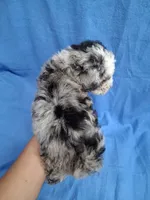 ROMEO , a male Schnoodle and Poodle - Toy  for sale in Macon, GA – 9 of 10