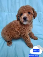 AKC (RUSTY ), a male Poodle - Toy  for sale in Macon, GA – Photo 1 of 10