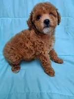 AKC (RUSTY ), a male Poodle - Toy  for sale in Macon, GA – Photo 9 of 10