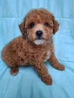 AKC (RUSTY ), a male Poodle - Toy  for sale in Macon, GA – Photo 4 of 10