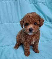 AKC (RUSTY ), a male Poodle - Toy  for sale in Macon, GA – Photo 5 of 10