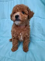 AKC (RUSTY ), a male Poodle - Toy  for sale in Macon, GA – Photo 8 of 10