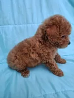AKC (RUSTY ), a male Poodle - Toy  for sale in Macon, GA – Photo 7 of 10
