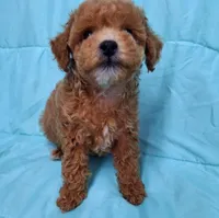 AKC (RUSTY ), a male Poodle - Toy  for sale in Macon, GA – Photo 3 of 10
