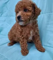 AKC (RUSTY ), a male Poodle - Toy  for sale in Macon, GA – Photo 6 of 10