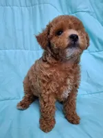 AKC (RUSTY ), a male Poodle - Toy  for sale in Macon, GA – Photo 10 of 10