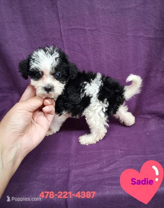 SADIE – Schnoodle, Poodle - Toy  puppy for sale in Macon, GA