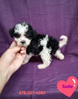 SADIE, a female Schnoodle and Poodle - Toy  for sale in Macon, GA – 1 of 10