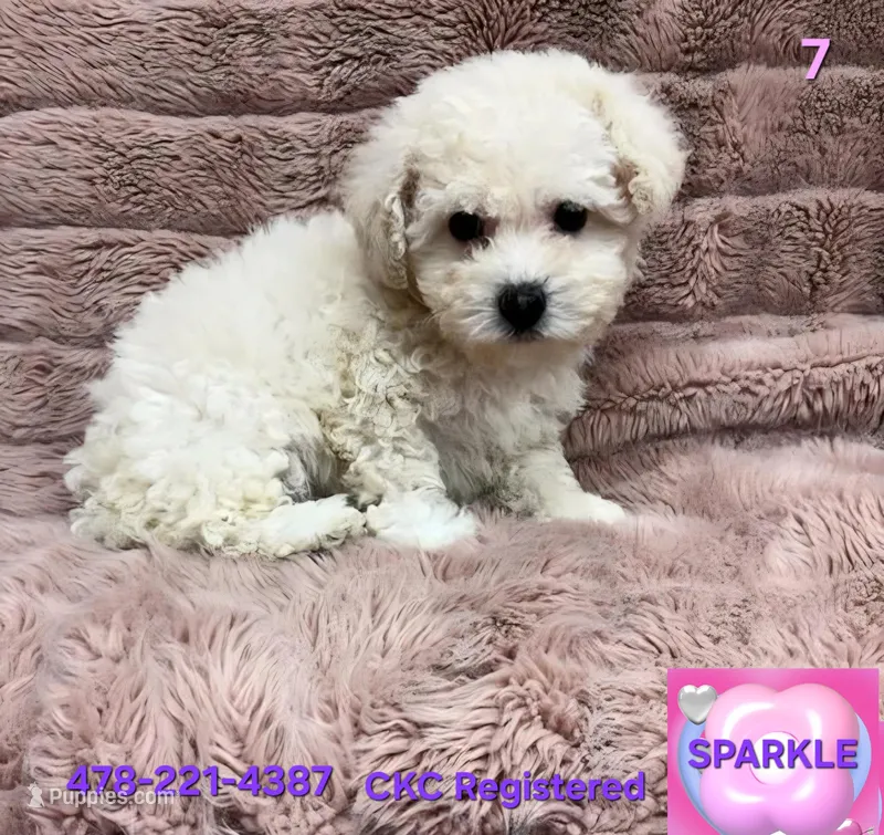 SPARKLE, a female Poodle - Toy  for sale in Macon, GA – Photo 1 of 2