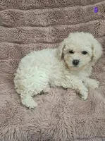 SPARKLE, a female Poodle - Toy  for sale in Macon, GA – Photo 2 of 2