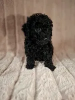 CKC PAWSIE, a male Poodle - Toy  for sale in Macon, GA – Photo 4 of 8