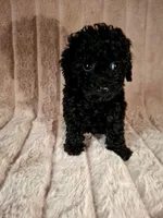 CKC PAWSIE, a male Poodle - Toy  for sale in Macon, GA – Photo 7 of 8