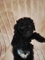 CKC PAWSIE, a male Poodle - Toy  for sale in Macon, GA – Photo 6 of 8