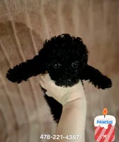 CKC PAWSIE, a male Poodle - Toy  for sale in Macon, GA – Photo 1 of 8
