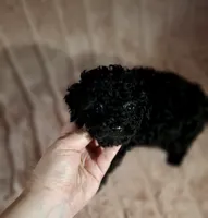 CKC PAWSIE, a male Poodle - Toy  for sale in Macon, GA – Photo 5 of 8