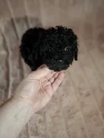 CKC PAWSIE, a male Poodle - Toy  for sale in Macon, GA – Photo 3 of 8