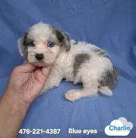 CHARLIE , a male Schnoodle and Poodle - Toy  for sale in Macon, GA – 9 of 9
