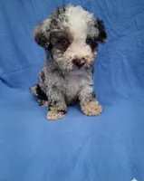 ROMEO , a male Schnoodle and Poodle - Toy  for sale in Macon, GA – 3 of 10