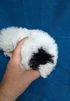SNOOPY , a male Poodle - Toy  for sale in Macon, GA – 5 of 9