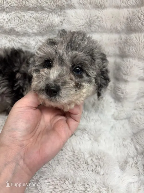 ROCKY , a male Poodle - Toy  for sale in Macon, GA – Photo 1 of 7