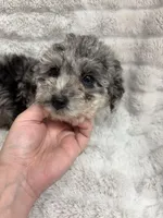 ROCKY , a male Poodle - Toy  for sale in Macon, GA – Photo 1 of 7