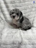 ROCKY , a male Poodle - Toy  for sale in Macon, GA – Photo 5 of 7