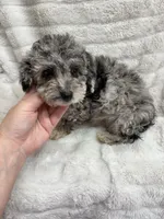 ROCKY , a male Poodle - Toy  for sale in Macon, GA – Photo 2 of 7