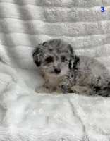 ROCKY , a male Poodle - Toy  for sale in Macon, GA – Photo 3 of 7