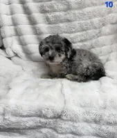 ROCKY , a male Poodle - Toy  for sale in Macon, GA – Photo 4 of 7