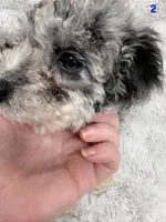 ROCKY , a male Poodle - Toy  for sale in Macon, GA – Photo 7 of 7