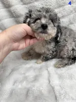 ROCKY , a male Poodle - Toy  for sale in Macon, GA – Photo 6 of 7