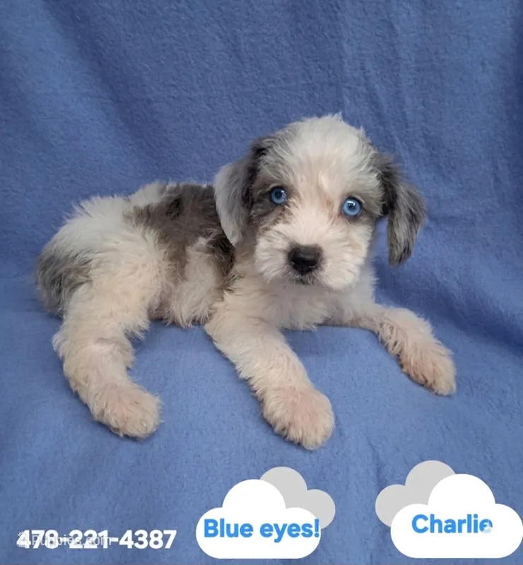 CHARLIE  – Schnoodle, Poodle - Toy  puppy for sale in Macon, GA