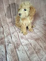 BISCUIT AKC, a male Poodle - Toy  for sale in Macon, GA – Photo 3 of 8