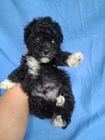 SHADOW  AKC, a male Poodle - Toy  for sale in Macon, GA – 6 of 9