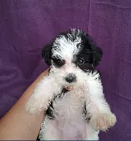 SADIE, a female Schnoodle and Poodle - Toy  for sale in Macon, GA – 4 of 10