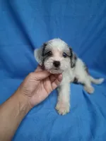 CHARLIE , a male Schnoodle and Poodle - Toy  for sale in Macon, GA – 8 of 9