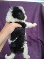 SADIE, a female Schnoodle and Poodle - Toy  for sale in Macon, GA – 7 of 10