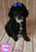 AKC LUNA female, a female Poodle - Toy  for sale in Macon, GA – Photo 2 of 7