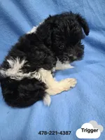 TRIGGER , a male Schnoodle and Poodle - Toy  for sale in Macon, GA – 4 of 9