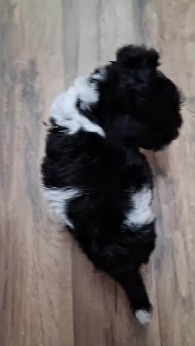 TRIGGER , a male Schnoodle and Poodle - Toy  for sale in Macon, GA – 9 of 9
