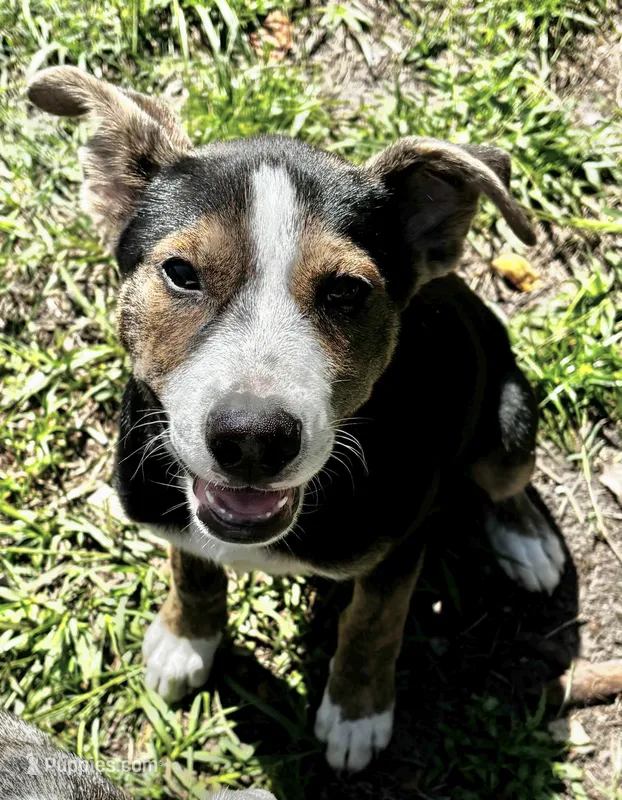 Bear – Siberian Husky, American Pit Bull Terrier puppy for sale in Orlando, FL